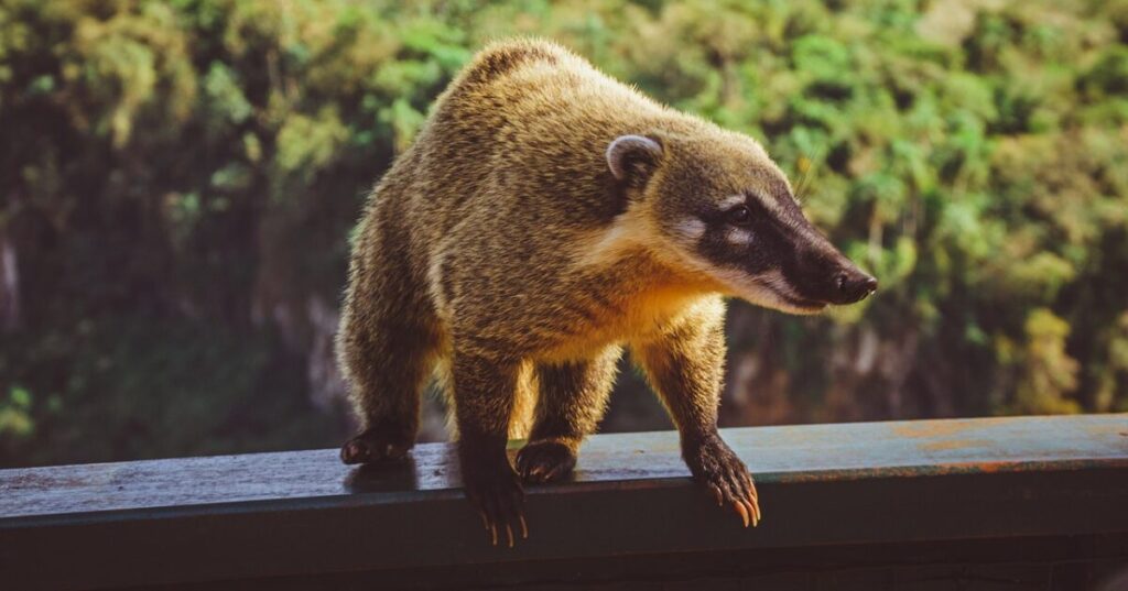 A coati standing on a railing at Iguaçu Falls, with lush green forest in the background